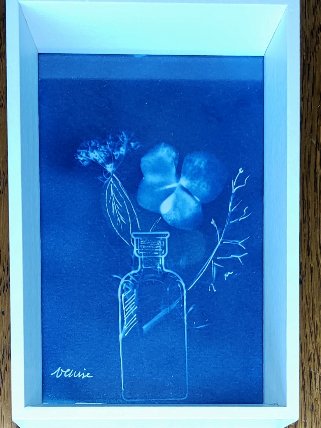cadre cyanotype hortensia